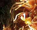 Red Sea Anemonefish